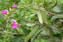 Canavalia ensiformis